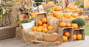 Pumpkin Patch